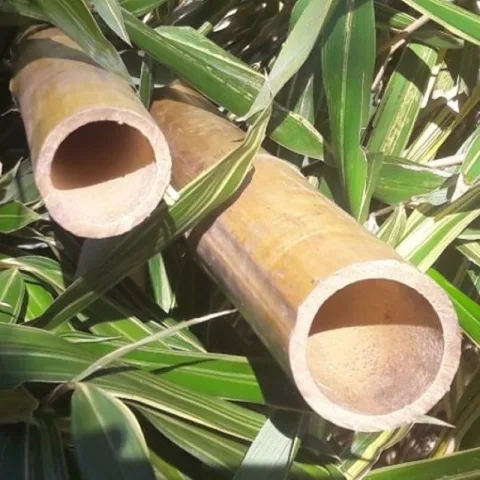 Bamboe palen naturel - 10-12 cm