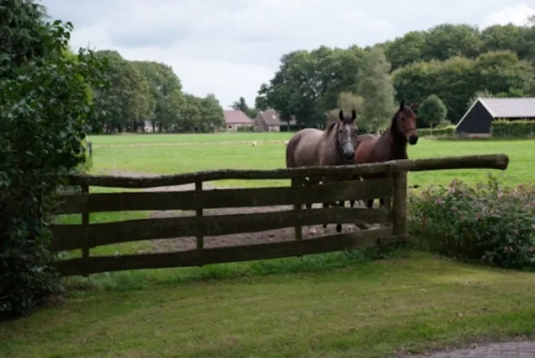 Eiken weidepoort - wringhek