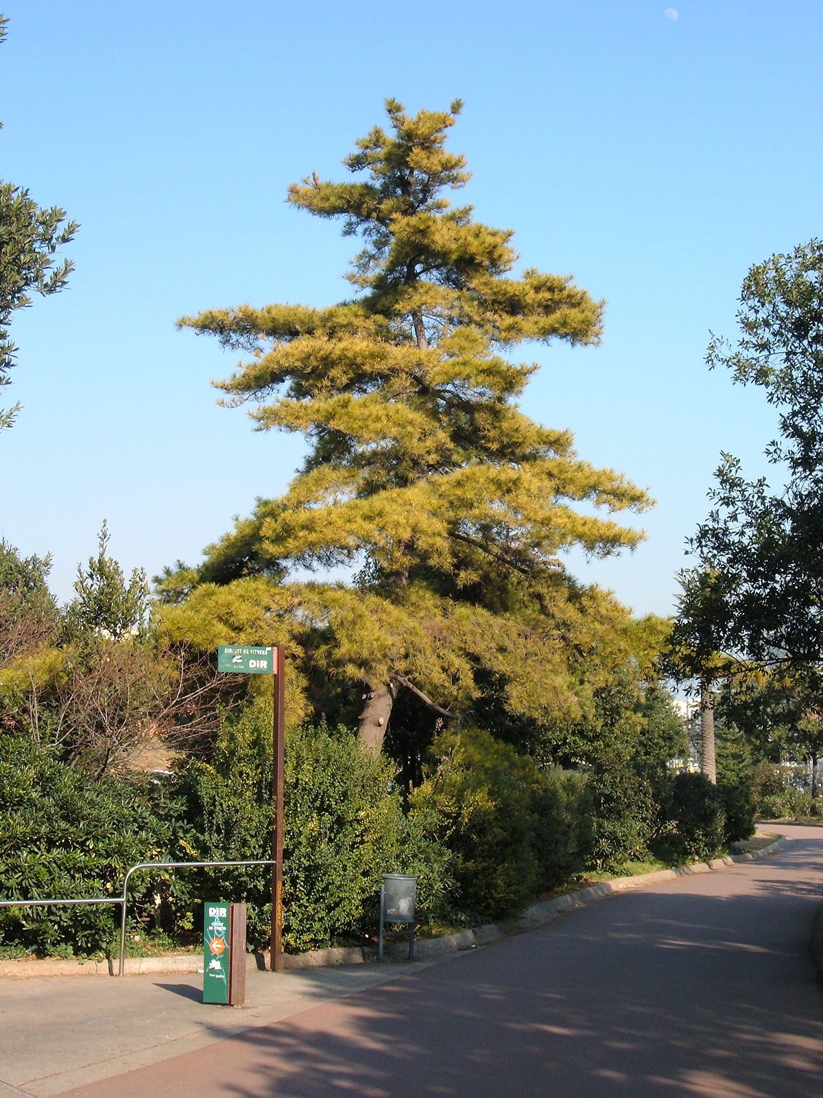 Radiata pine