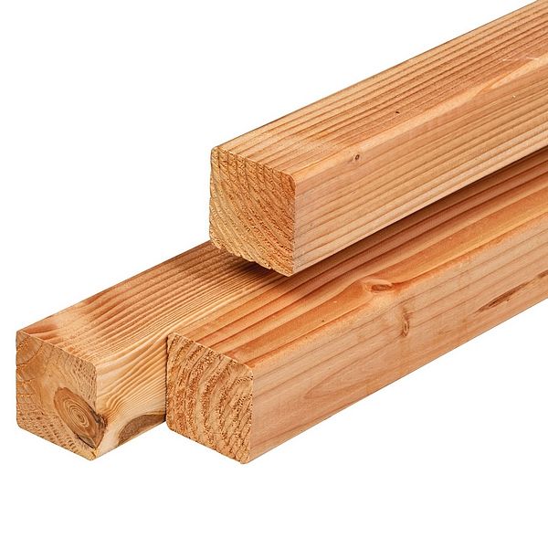 Douglas palen - 6,5 x 6,5 cm