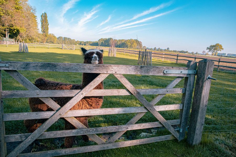 Eiken weidepoort - Engelse kruispoort