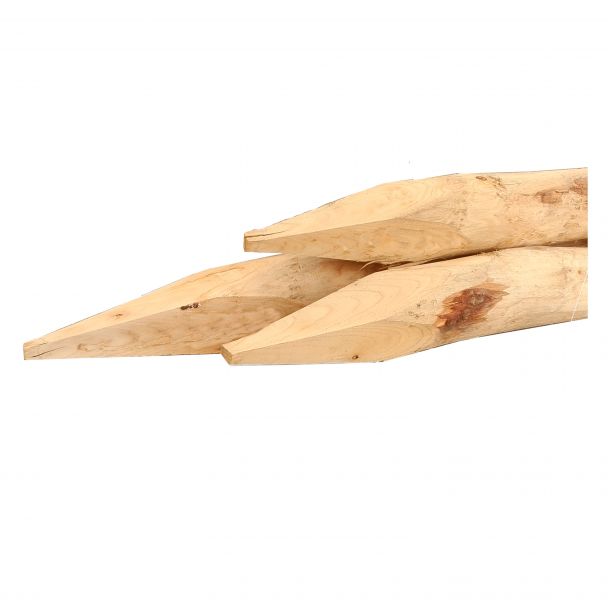 Kastanje palen - 10-12 cm