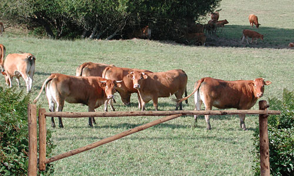 Houten slagboom - Kastanje