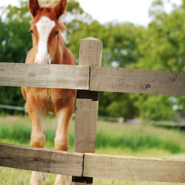 Robinia paardenomheining - Premium