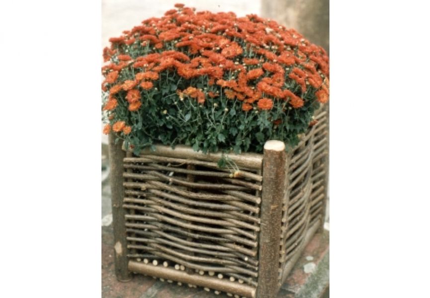 Hazelaar plantenbak - 40 x 40 cm