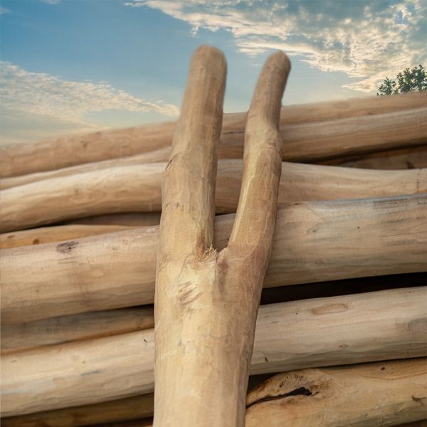 Robinia Y-palen geschuurd - 12-16 cm