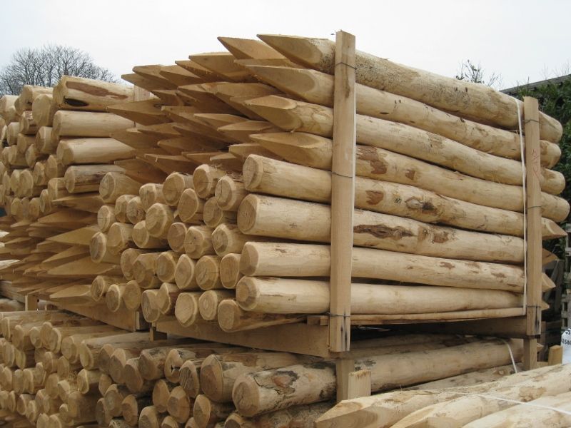 Robinia palen - 8-10 cm