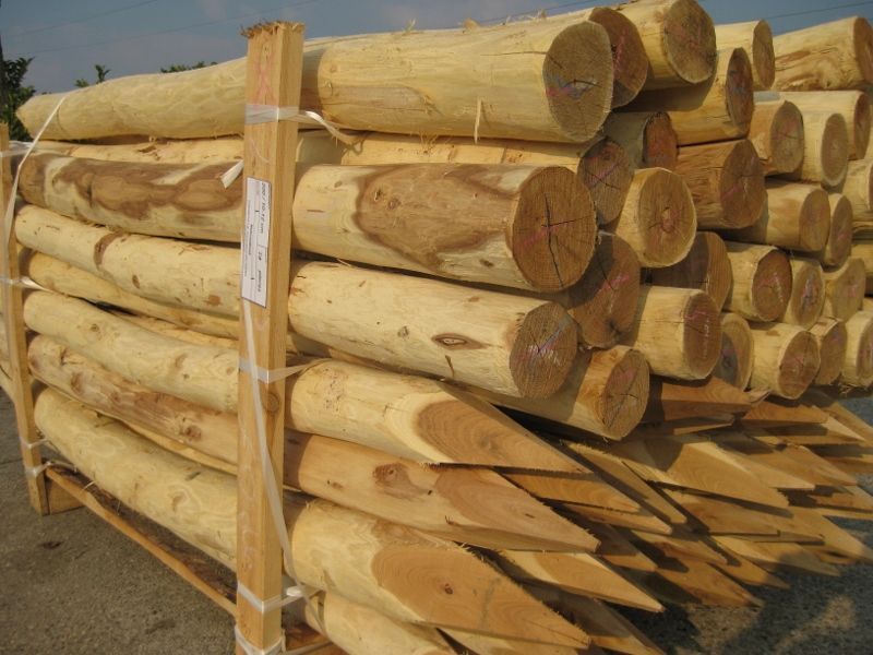 Robinia palen - 10-12 cm