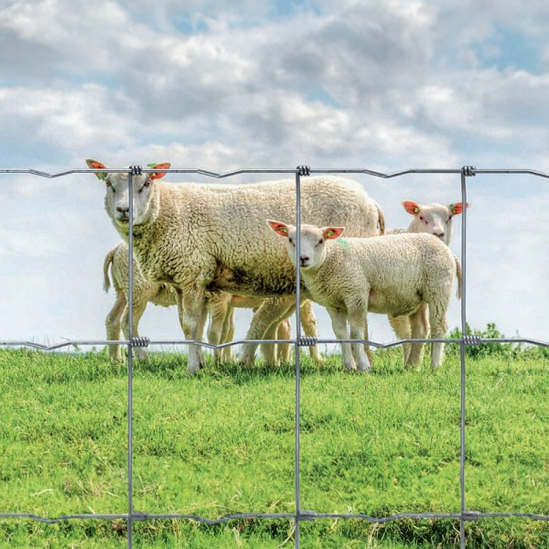 Schapenomheining metaal - zwaar
